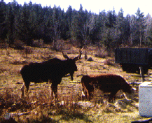 Moose and Cow
